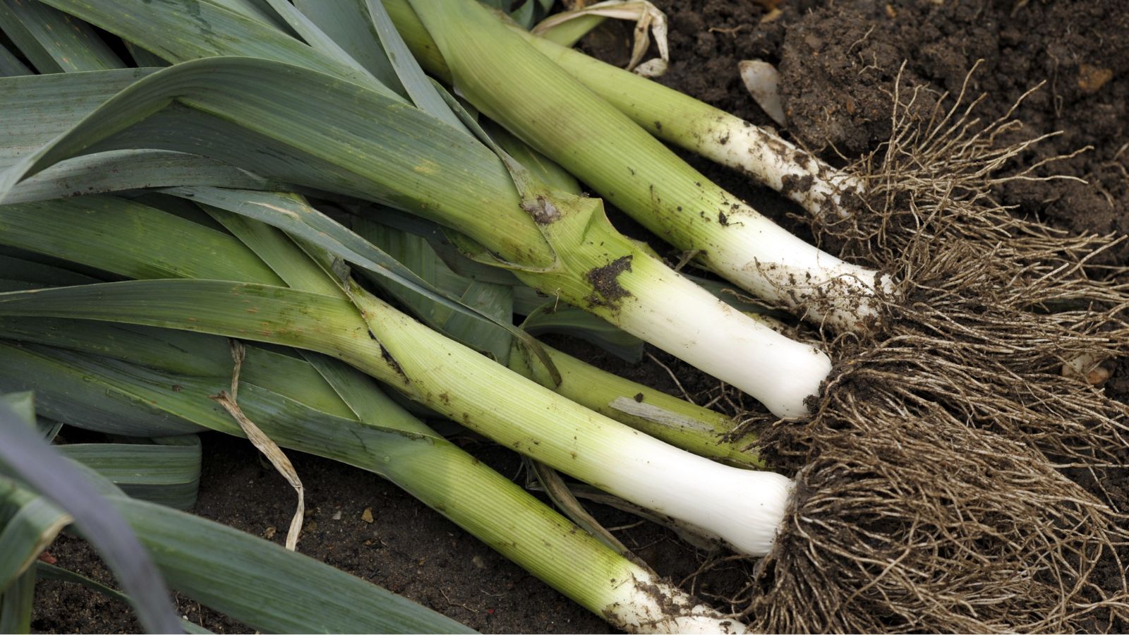 An overhead shot of freshly harvested crops still covered in soil and dirt with roots still attached, all placed on soil ground outdoors