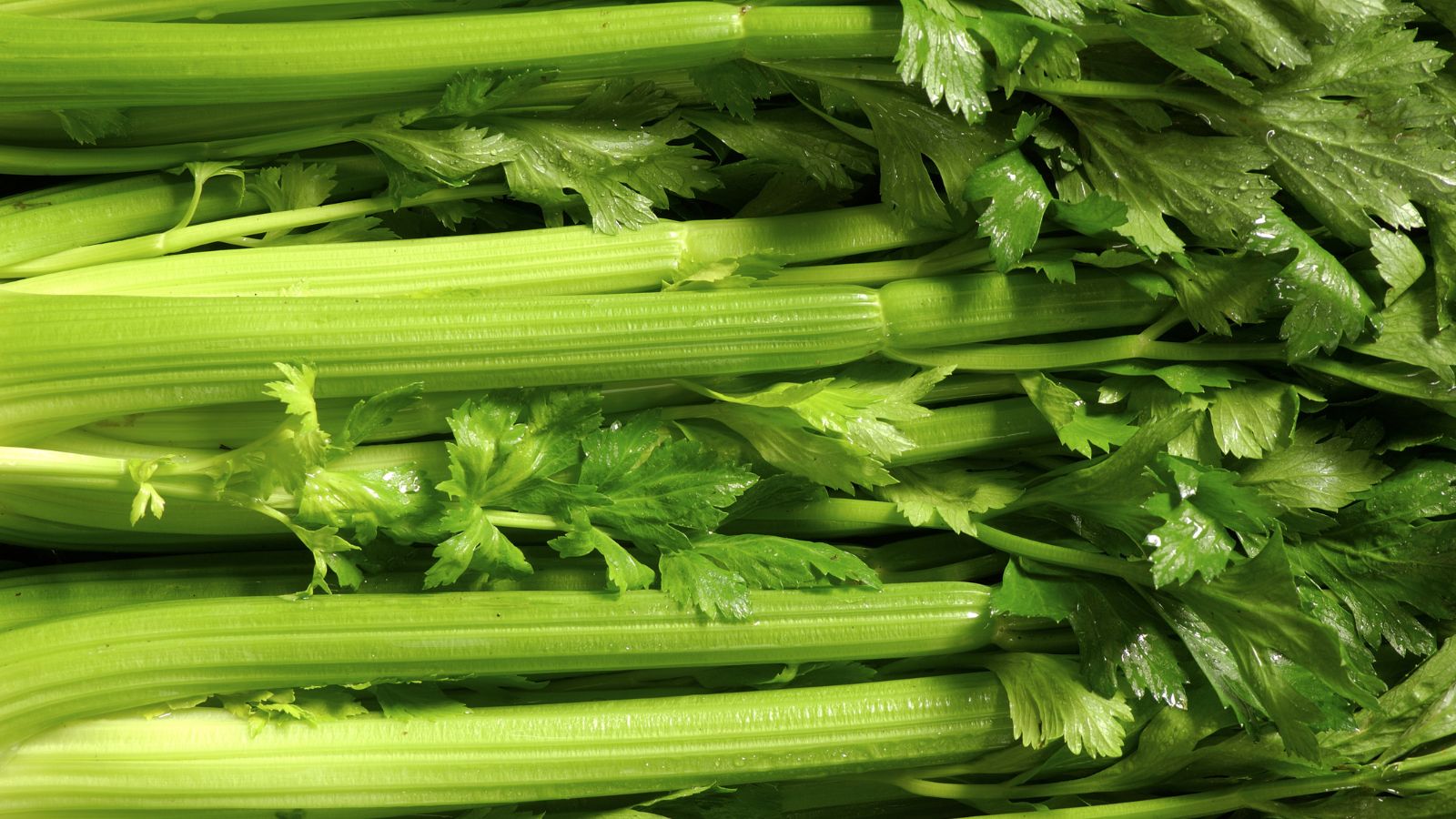 An overhead shot of freshly harvested crops showcasing its green leaves and stalks