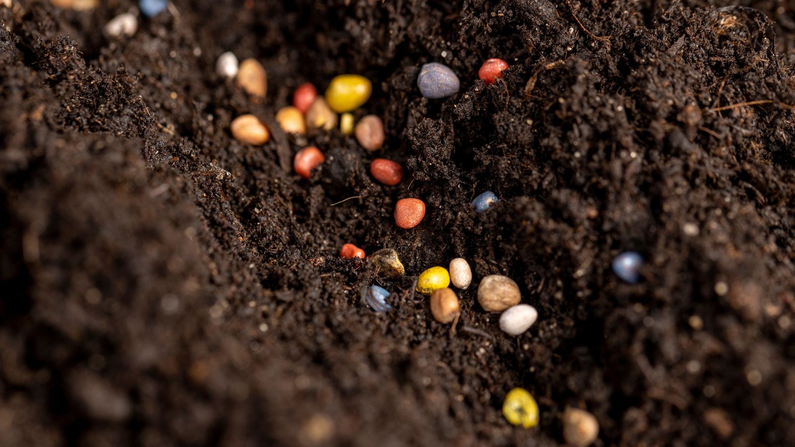 An overhead shot of scattered plant germs on rich soil in a well lit area