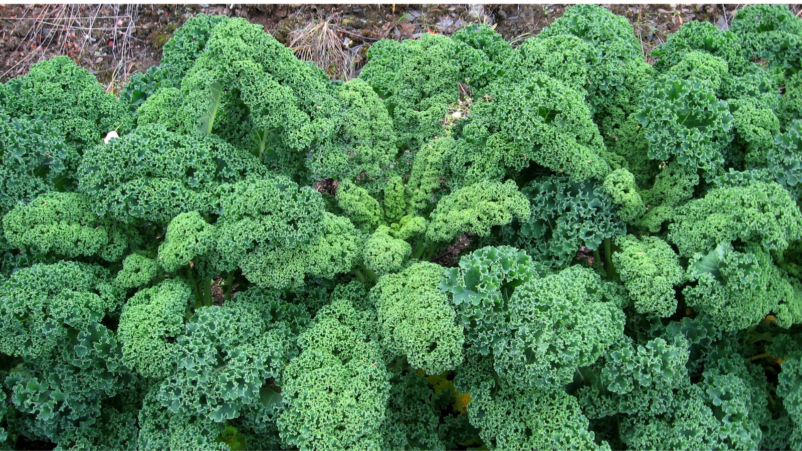 An overhead shot of several developing leafy greens showcasing its ruffled edges and dark green hue