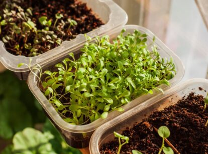 An overhead shot of several trays of sprouts that shows how to grow microgreens year-round