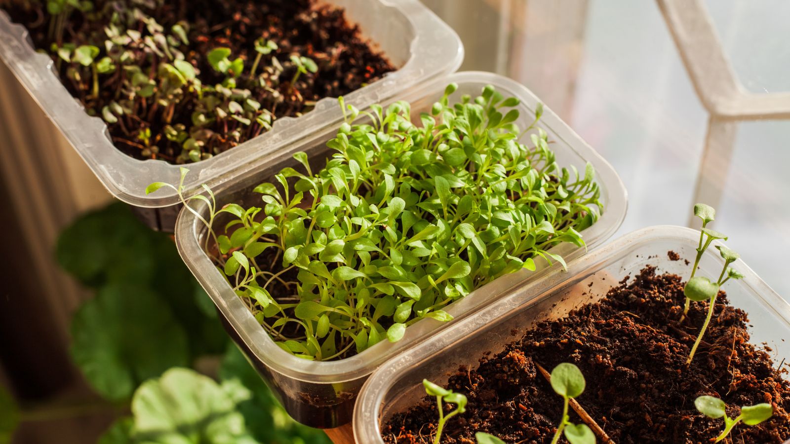 An overhead shot of several trays of sprouts that shows how to grow microgreens year-round