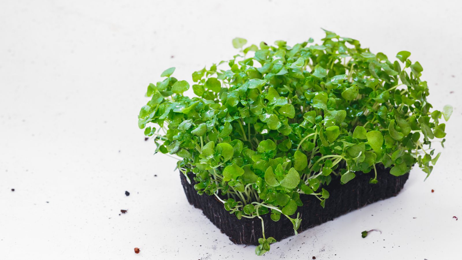 An isolated shot of Basil Microgreens laced in a black container, with the leaves having droplets of water in a well lit area