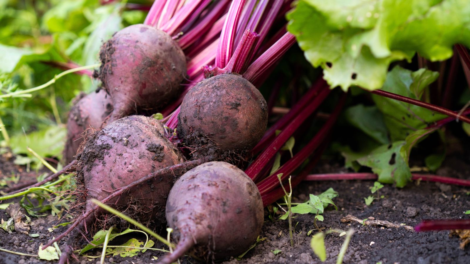 A shot of a pile of freshly harvested Beet crops, showcasing its dark purple body still covered in soil in a well lit area outdoors