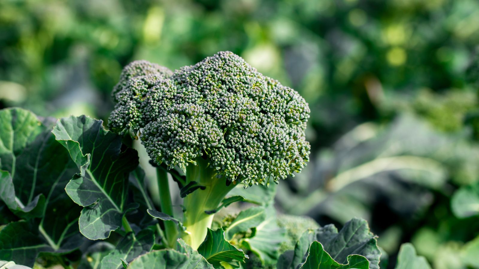 A shot of a growing Broccoli crop showcasing its dark green leaves and florets basking in bright sunlight in an area outdoors