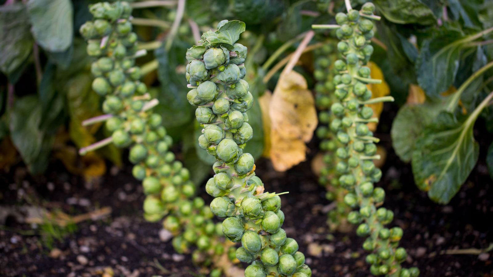 A shot of several developing Brussels Sprout crops alongside its leaves, all placed on rich soil in a well lit area outdoors