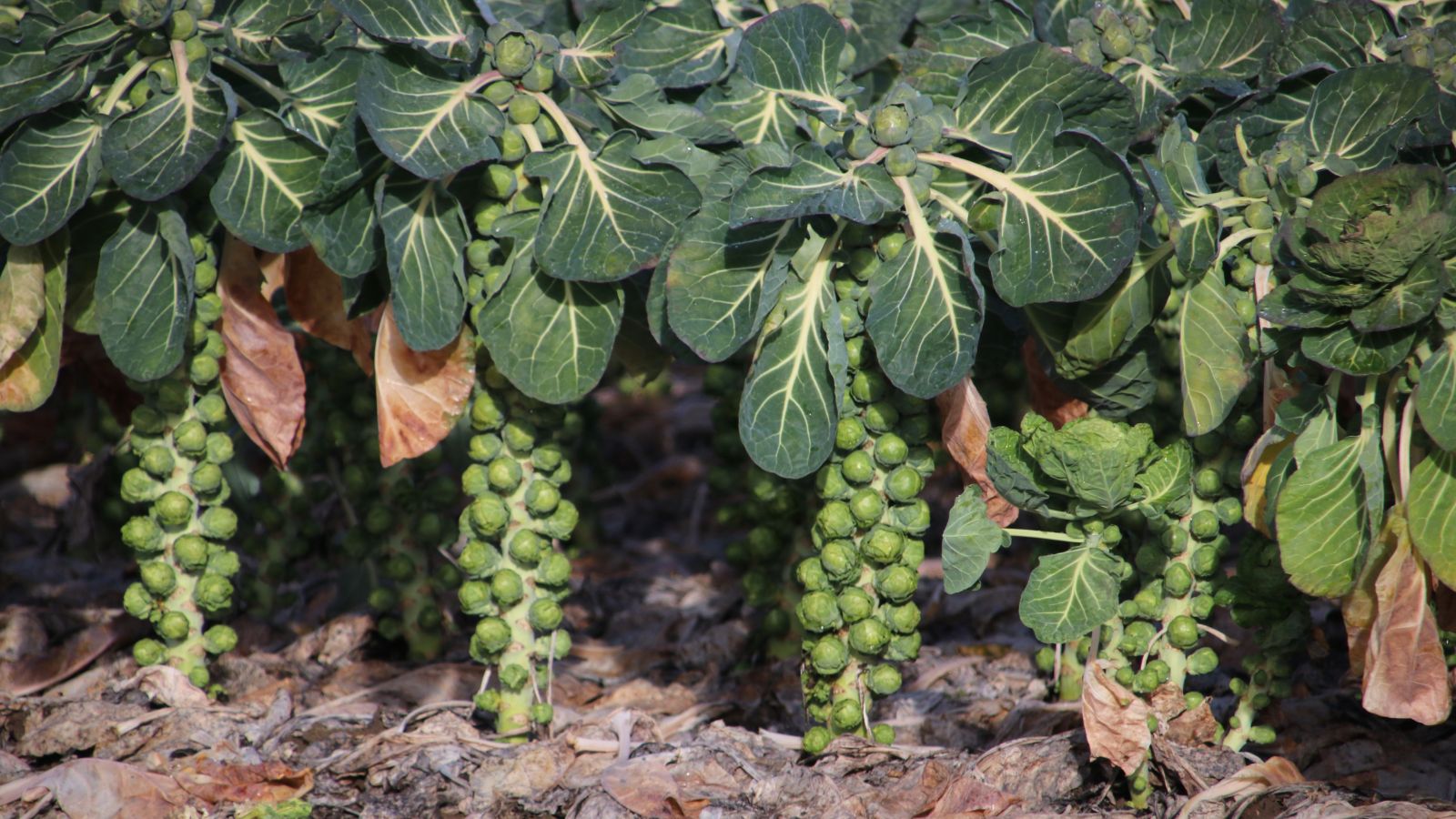 A shot of several rows of developing Brussels Sprouts crops in a well lit area outdoors