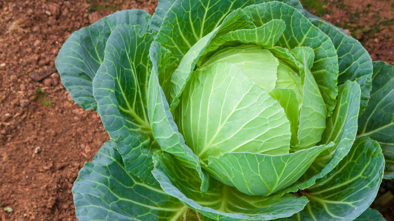 An overhead shot of a developing leafy Cabbage crop in placed on rich brown soil in an area outdoors