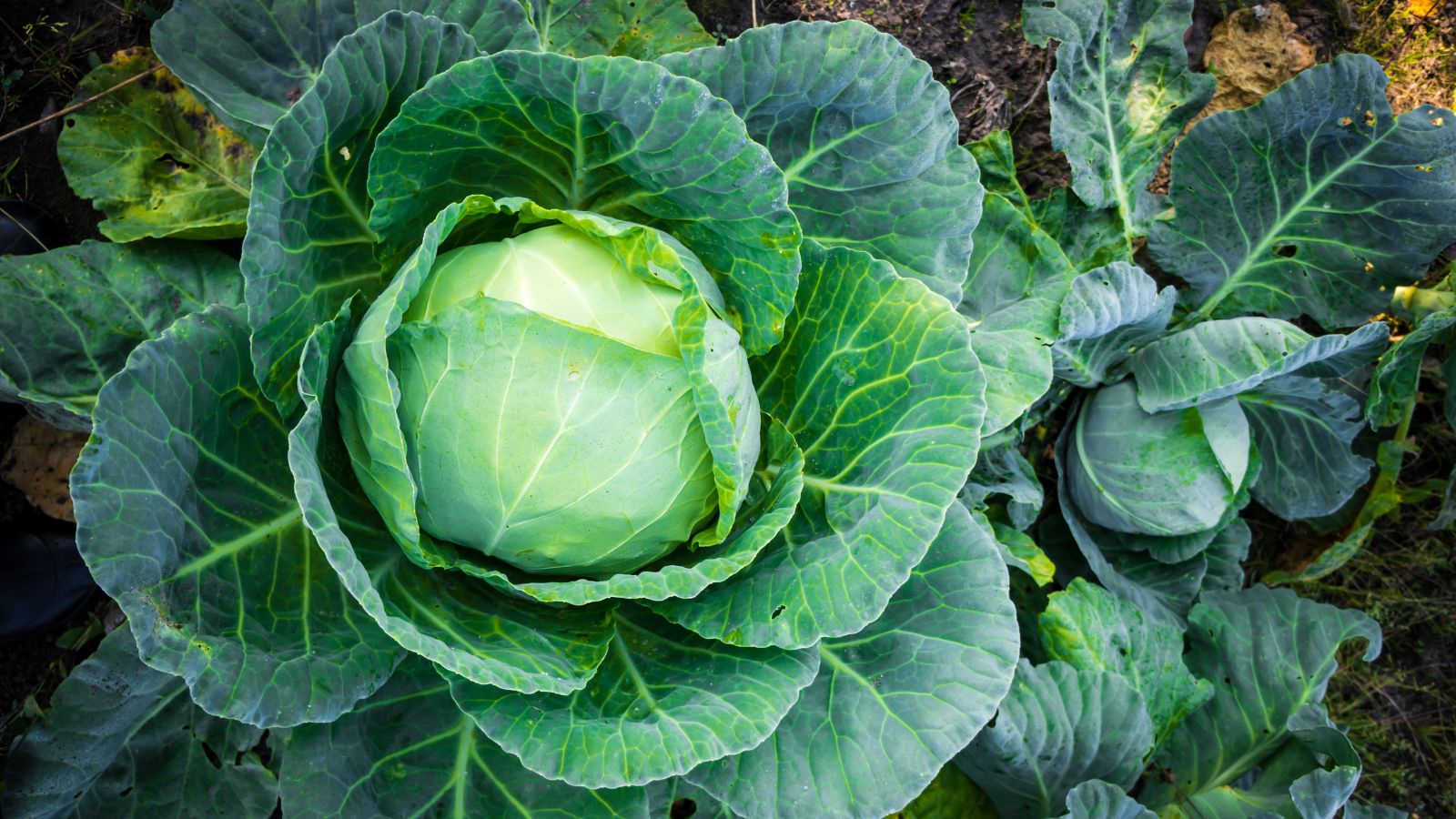 An overhead shot of a developing Cabbage crop showcasing its layered leafy greens, all placed in a well lit area outdoors