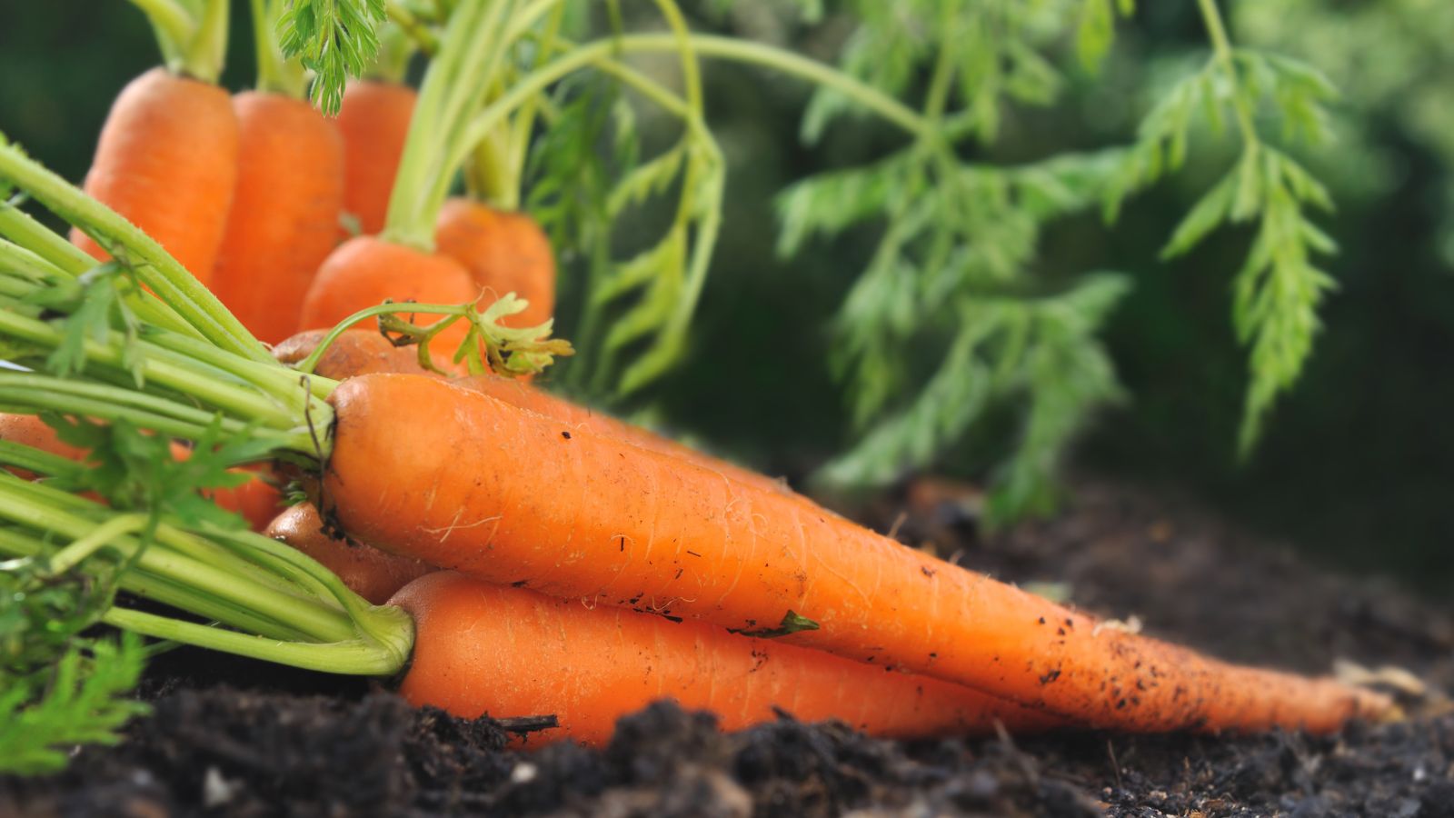 A shot of several freshly picked orange Carrots that are still covered in soil and its green tops still attached, all placed on rich soil ground in an area outdoors