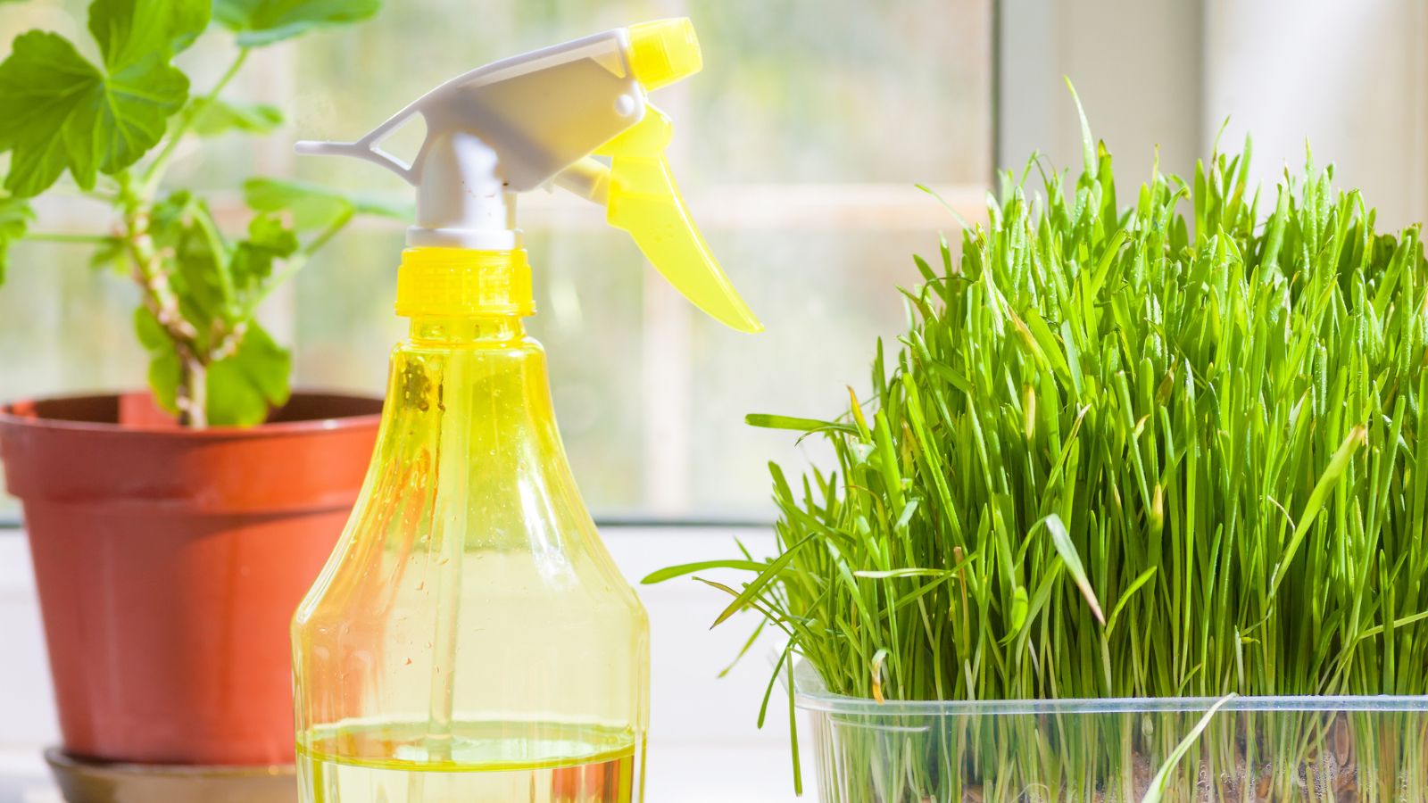 A shot of a Catnip grass that is placed in a container beside a yellow colored spray bottle in a well lit area