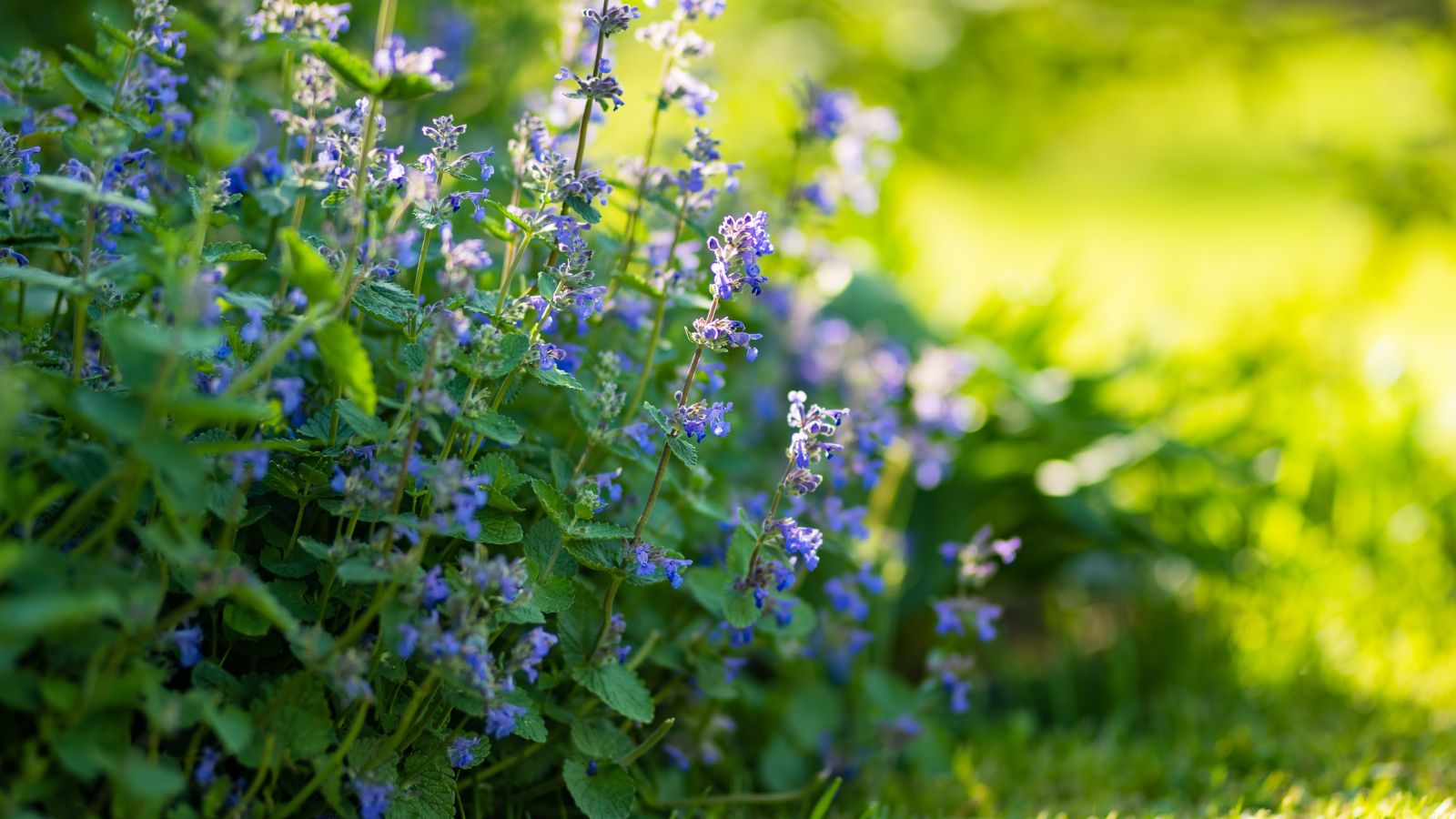 A shot of a composition of Catnip plants situated in a well lit area outdoors