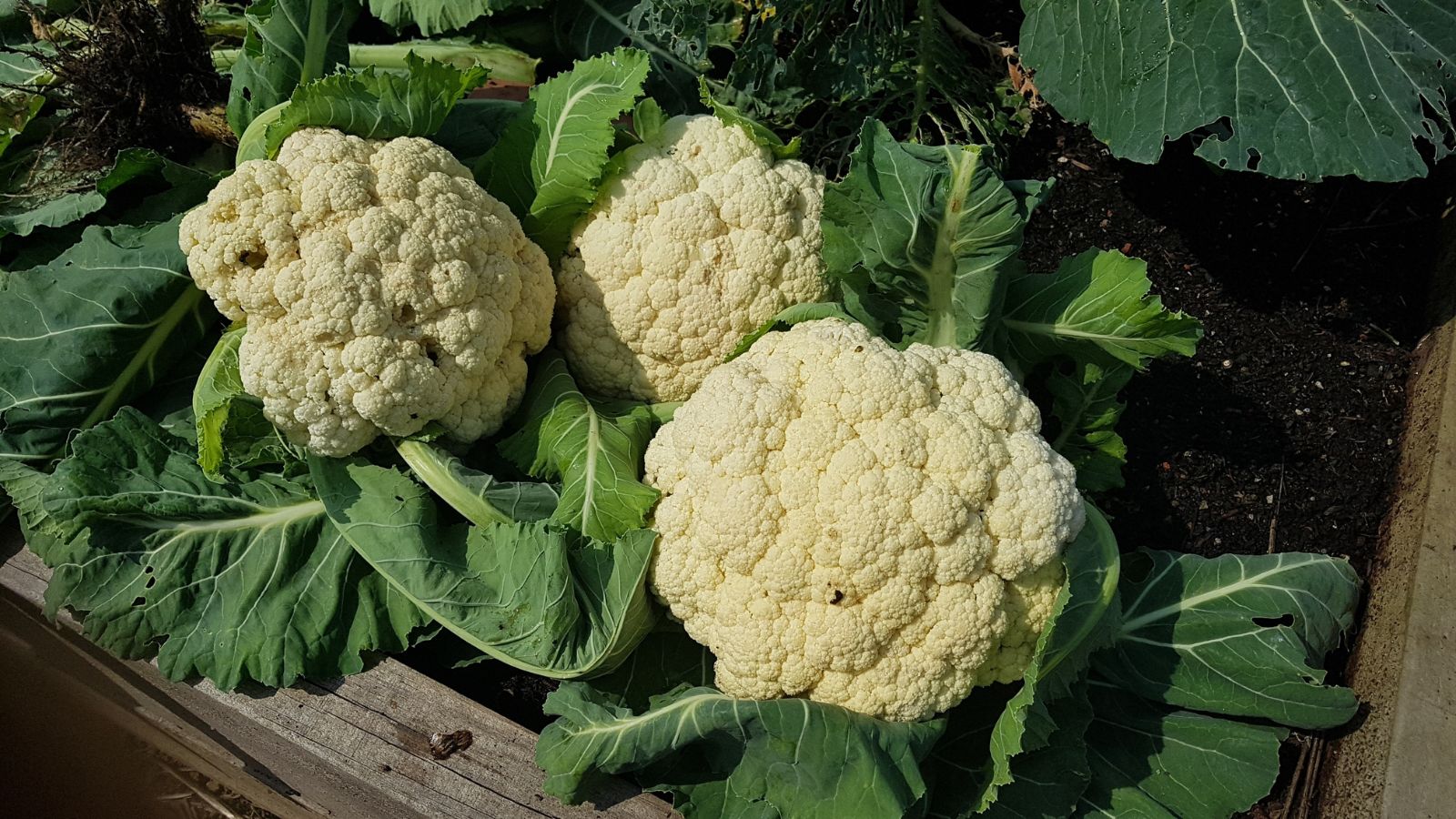 An overhead shot of developing Cauliflower crops placed on rich soil a raised bed in a well lit area outdoors