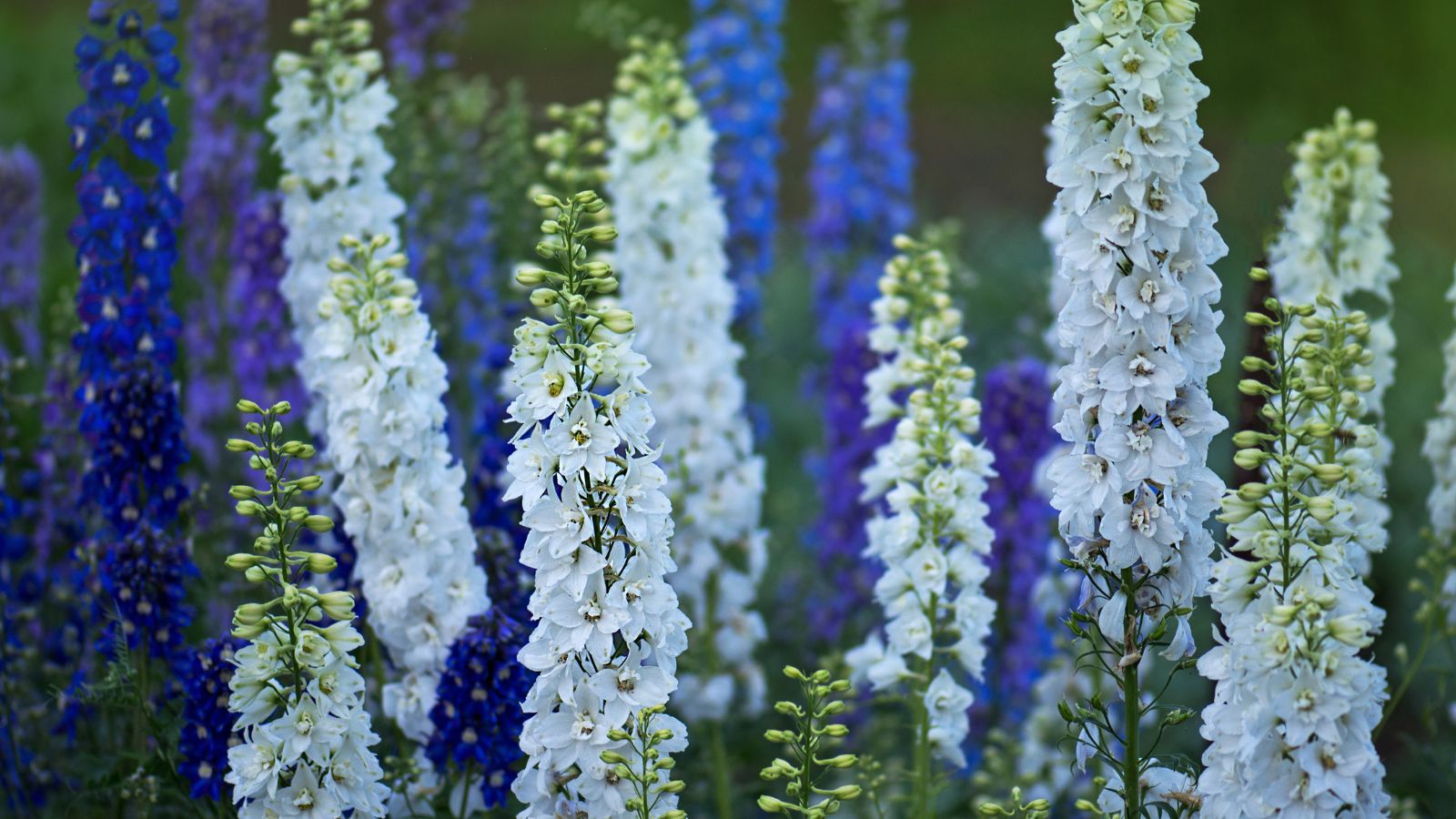 A close-up shot of flower spires of the Delphinium flowers showcasing its delicate petals with colors ranging from blue, purple and white, all placed in a well lit area outdoors