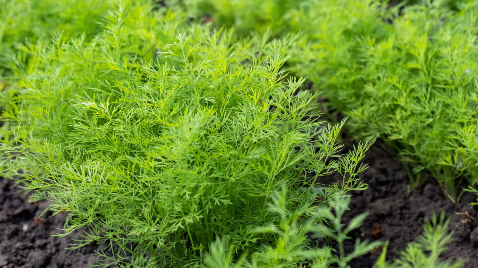 A shot of several rows of developing Dill crops showcasing its thin slender leaves in a well lit area outdoors