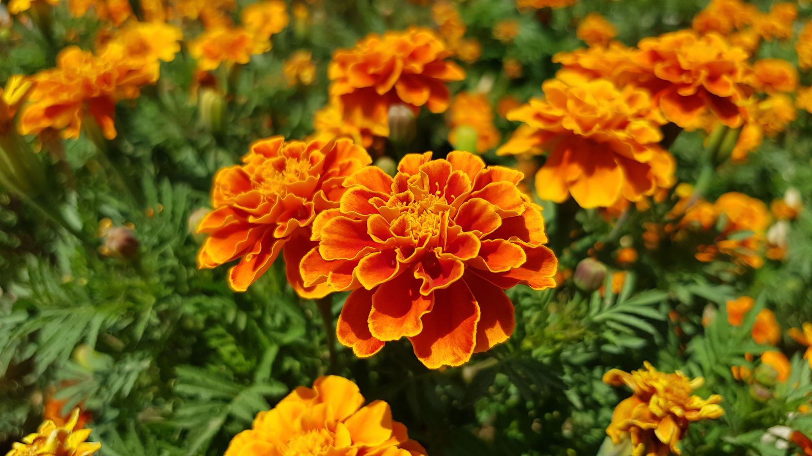 A close-up shot of a French Marigold flower alongside the same plant in the background in a well lit area outdoors