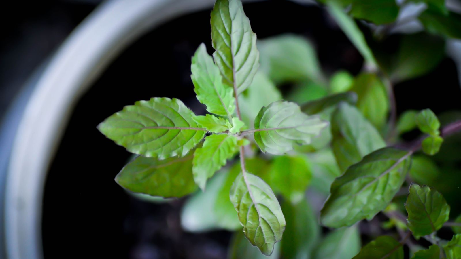 An overhead and close-up shot of a Holy Basil plant, showcasing its green colored and textured leaves with light-purple midrib and stems