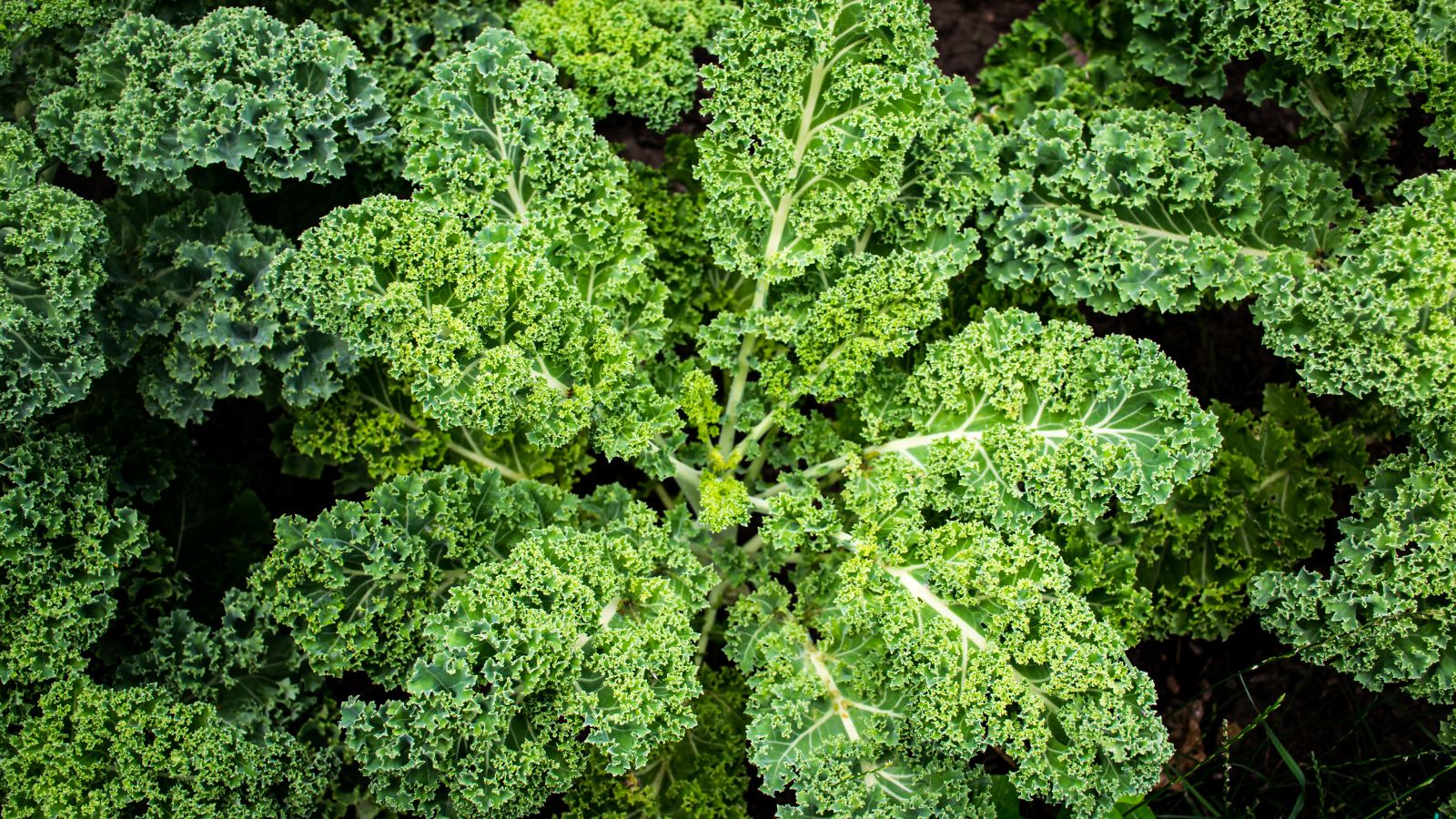 An overhead shot of several developing Kale crops showcasing its ruffled green leaves with white midribs all placed in a well lit area