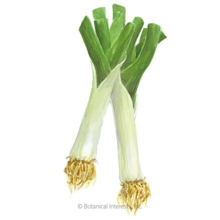 King Richard Leek