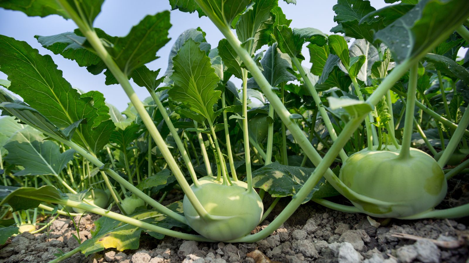 A shot of several growing Kohlrabi crops showcasing its bulbous green body and its green leaves all placed in a well lit area