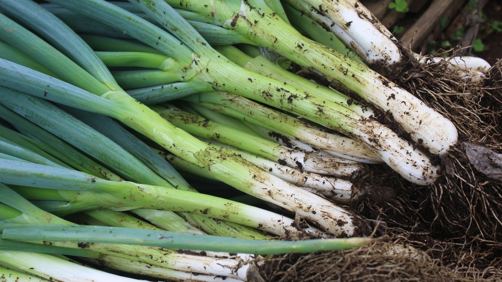 An overhead shot of several freshly harvested Leeks piled on top of each other, still covered in soil, all placed in a well lit area