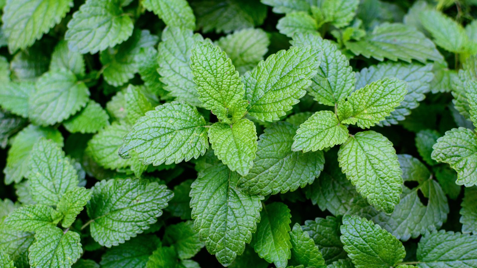 A shot of Lemon Balm leaves showcasing its texture in a well lit area