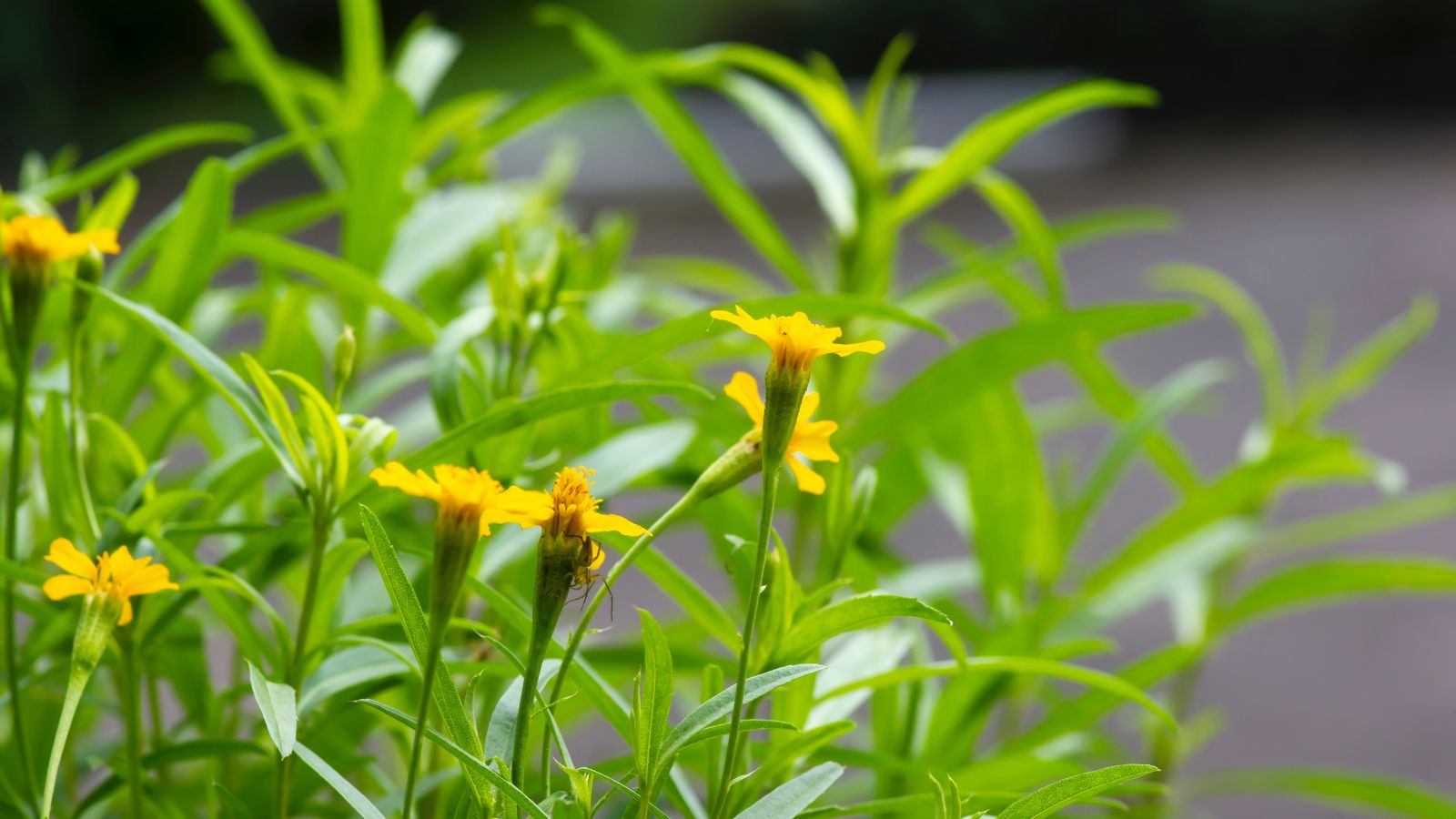 A close-up shot of a small composition of Mexican Tarragon and its yellow flowers in a well lit area