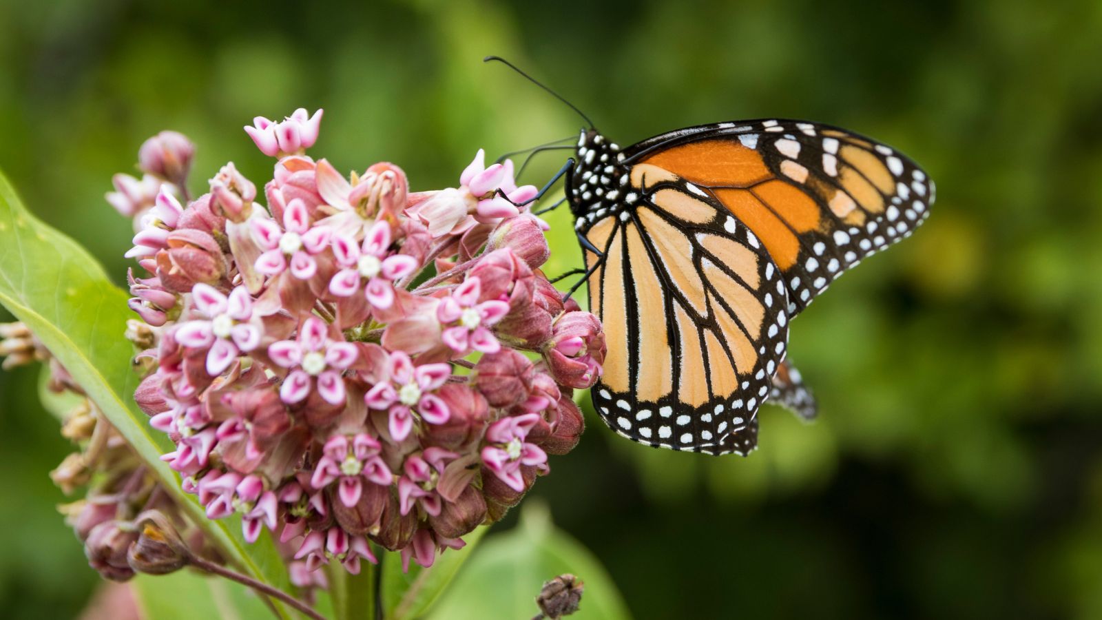 A close-up shot of a Milkweed flower with a monarch butterfly attached and is feeding on its nectar in a well lit area outdoors