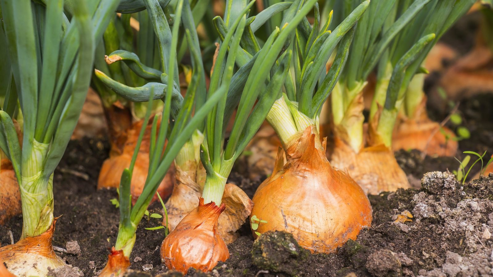 A close-up shot of fresh organic Onion crops, showcasing its bulbous body and green tops in a well lit area outdoors