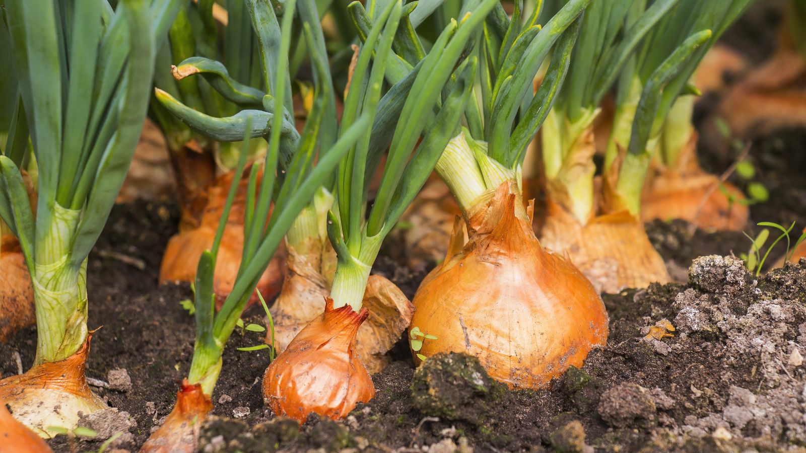 A shot of a row of growing Onion crops showcasing its bulbous body and green tops all placed in rich soil outdoors