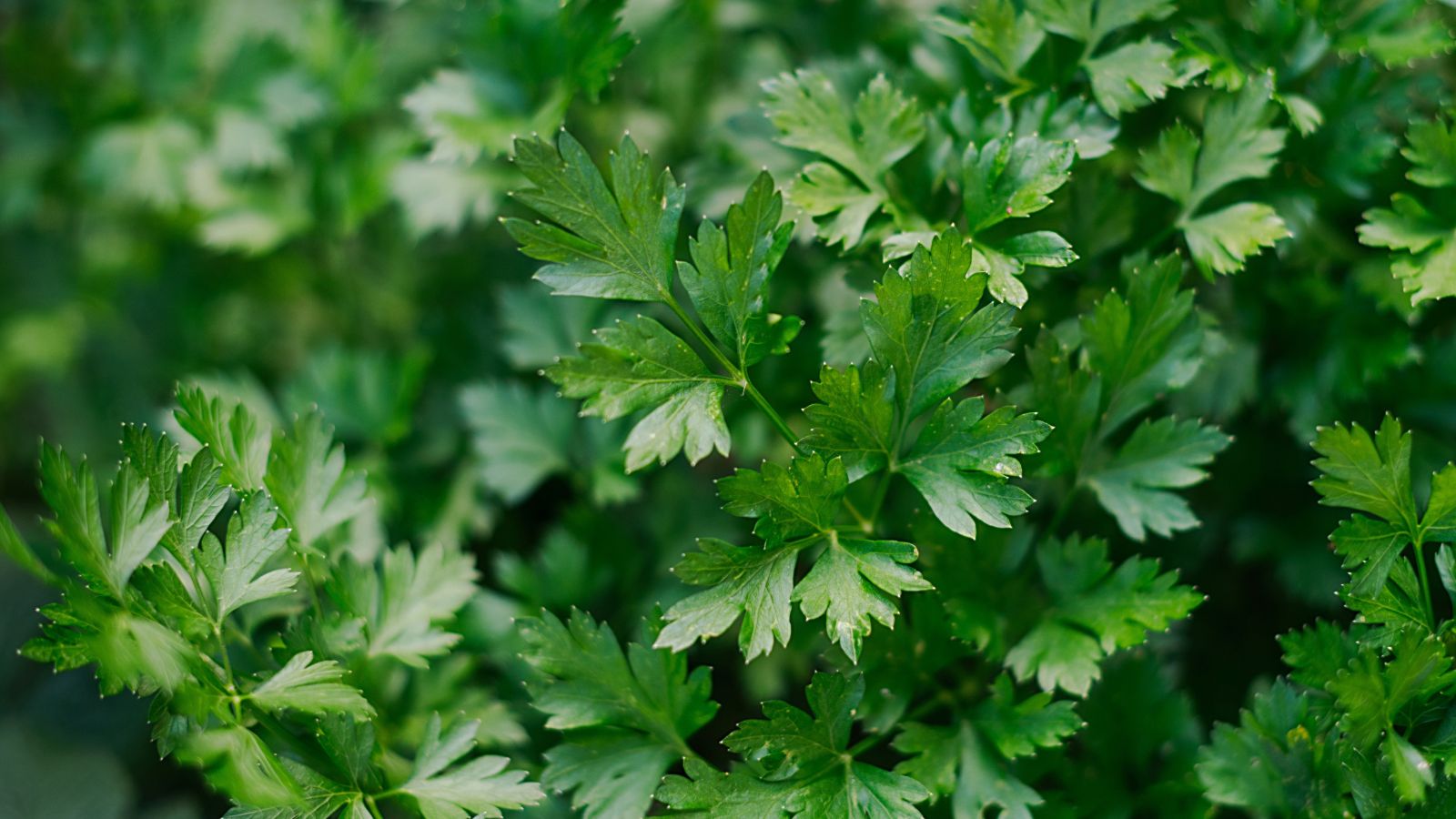 A close-up shot of the Parsley plant, showcasing its green flat leaves in a well lit area outdoors