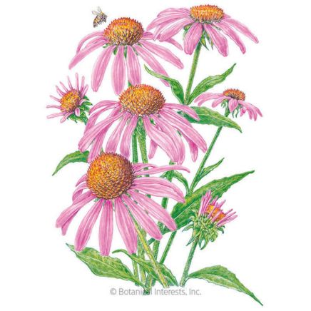 Purple Coneflower Echinacea