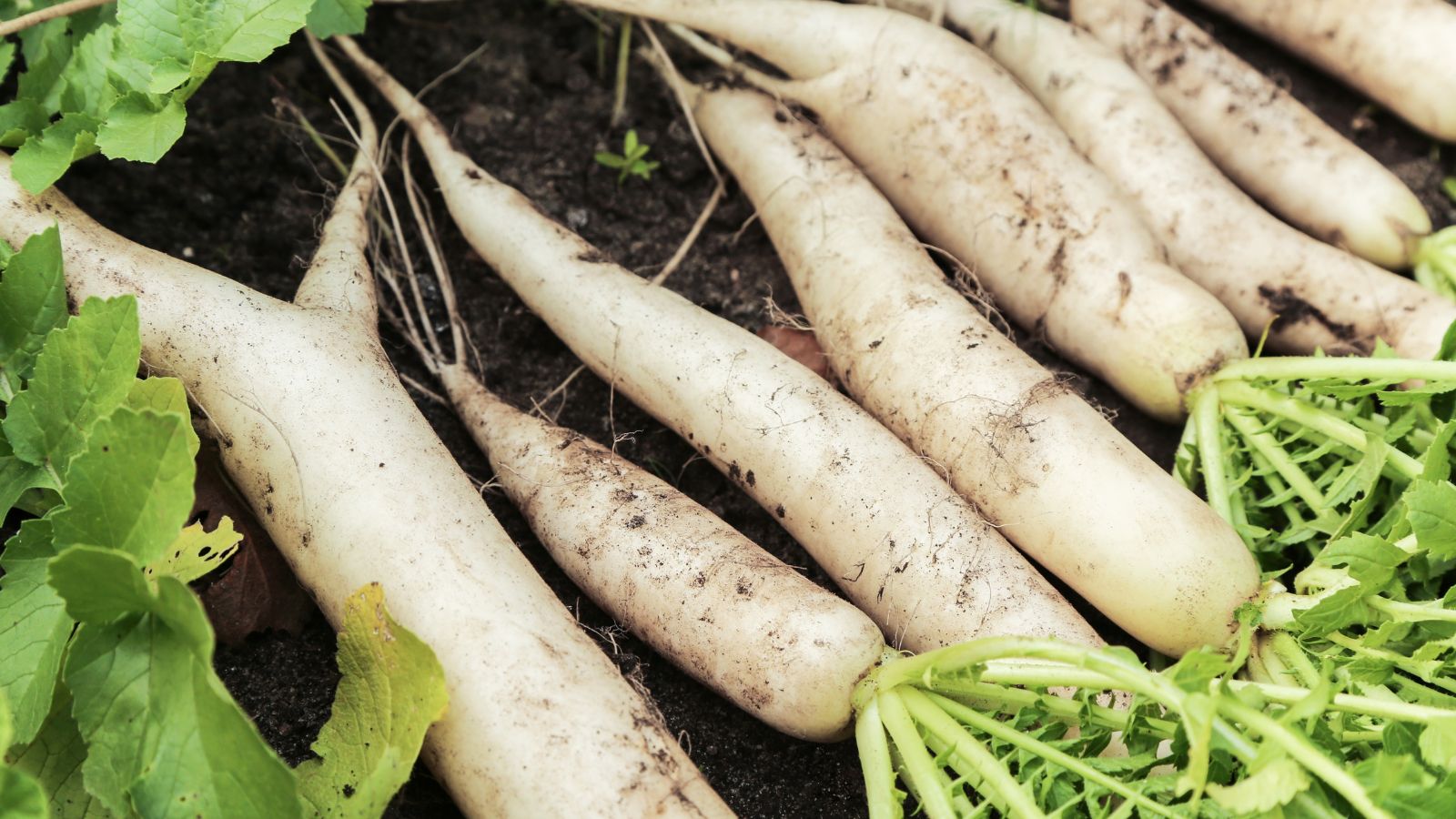 A shot of freshly harvested white colored Radish crops covered in soil in a well lit area