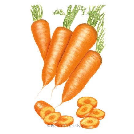 Red Cored Chantenay Carrot