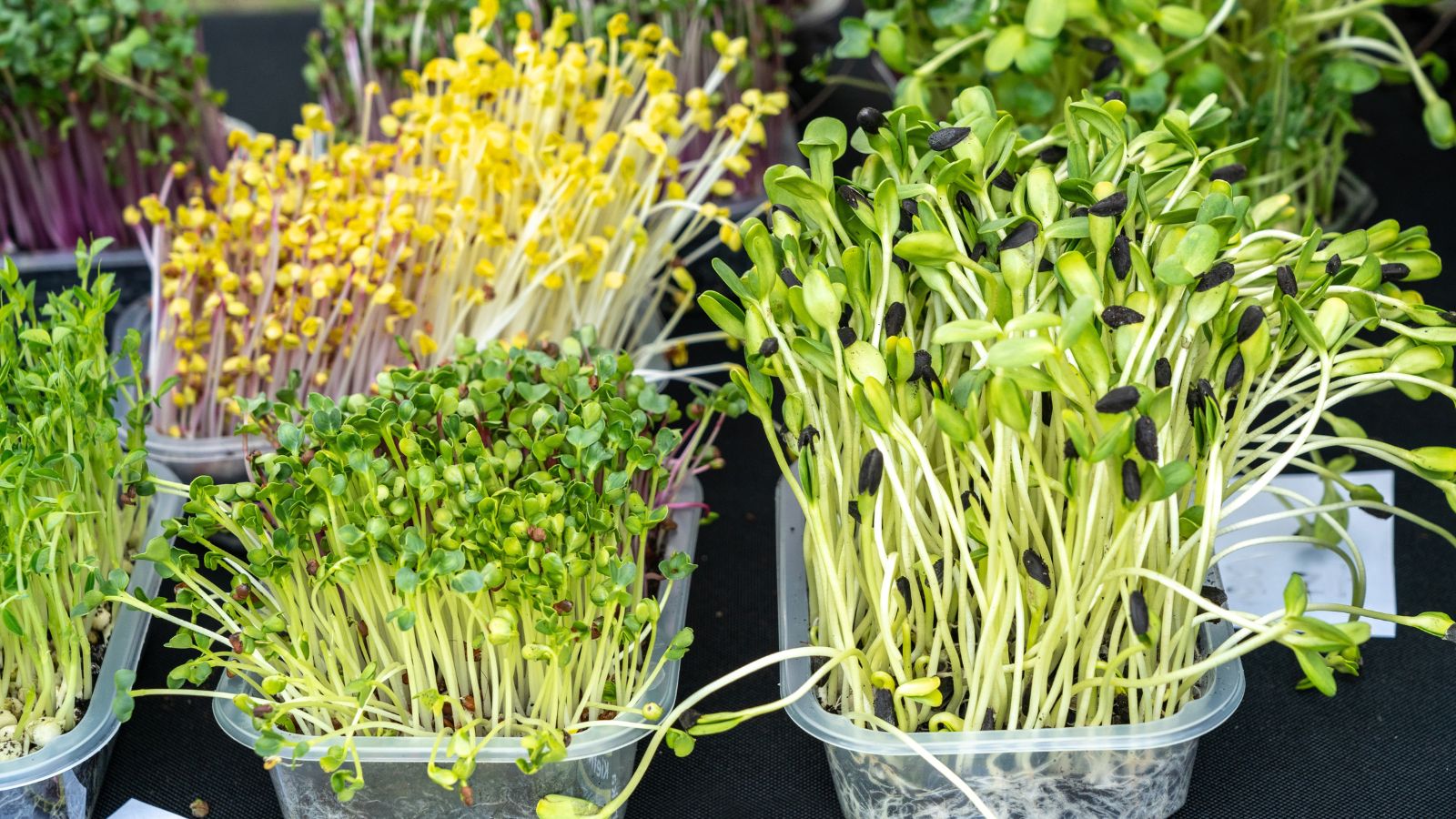 A shot of several individual containers of Salad Mix Sprouts in a well lit area indoors