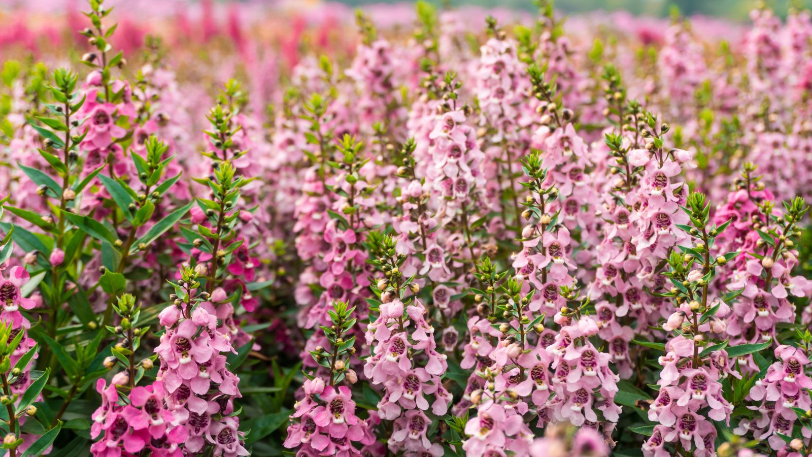 A shot of a field of Salvia flowers showcasing its delicate pink petals and green foliage in a well lit area outdoors