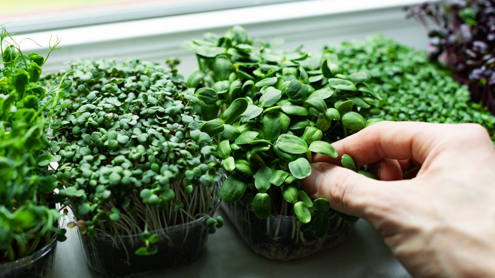 A close-up shot of several containers of Sandwich Sprout Mix, with a person's hand inspecting the sprouts in a well lit area