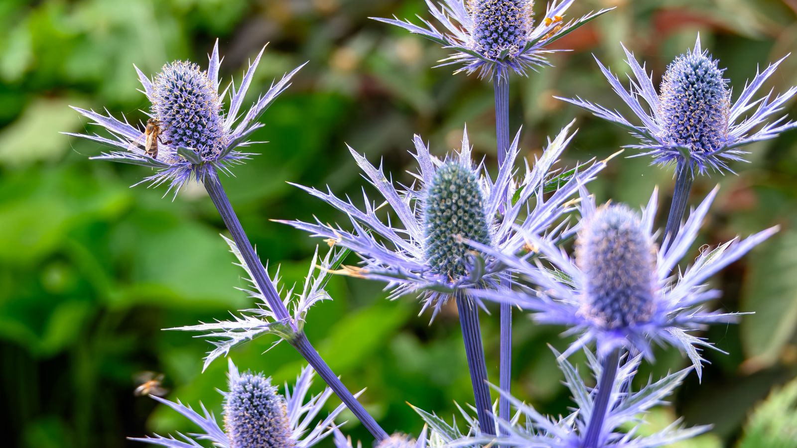 A shot of a small composition of blue colored Sea Holly flowers showcasing its unique appearance and steel blue color in a well lit area outdoors