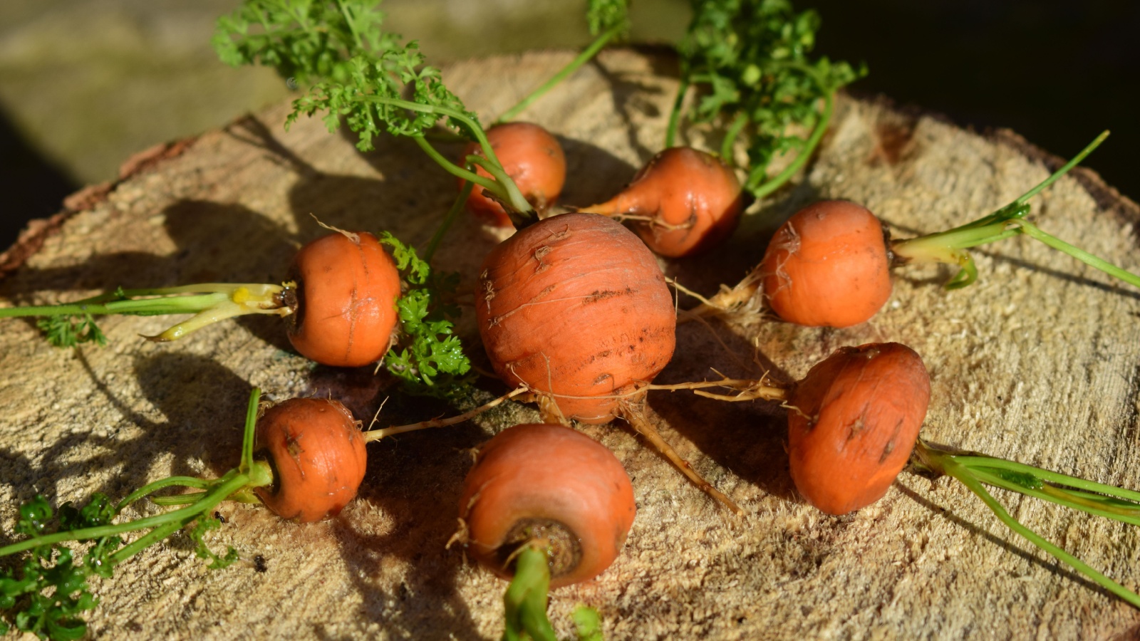 Tonda de parigi round carrots set on a tree stump. 