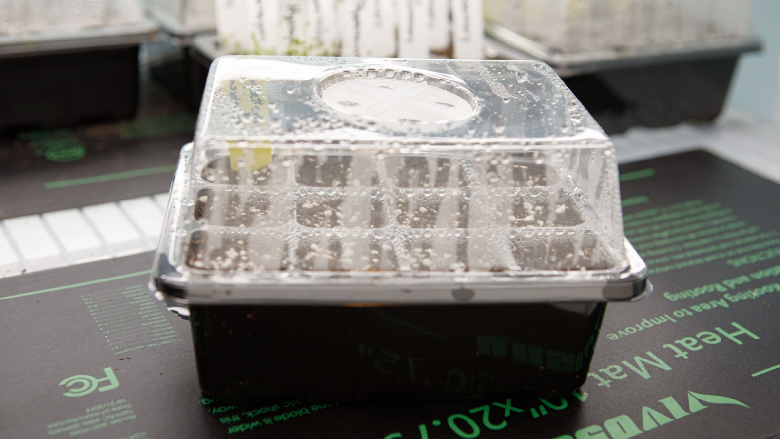 a small black seed tray is covered by a plastic dome to aid germination. 