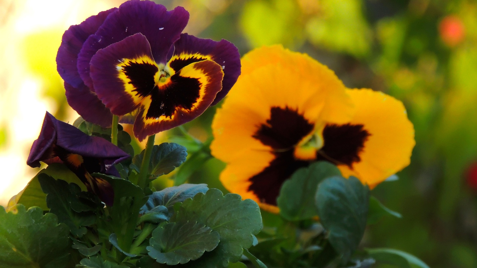 Close-up of Swiss Giant pansies growing in the garden. 