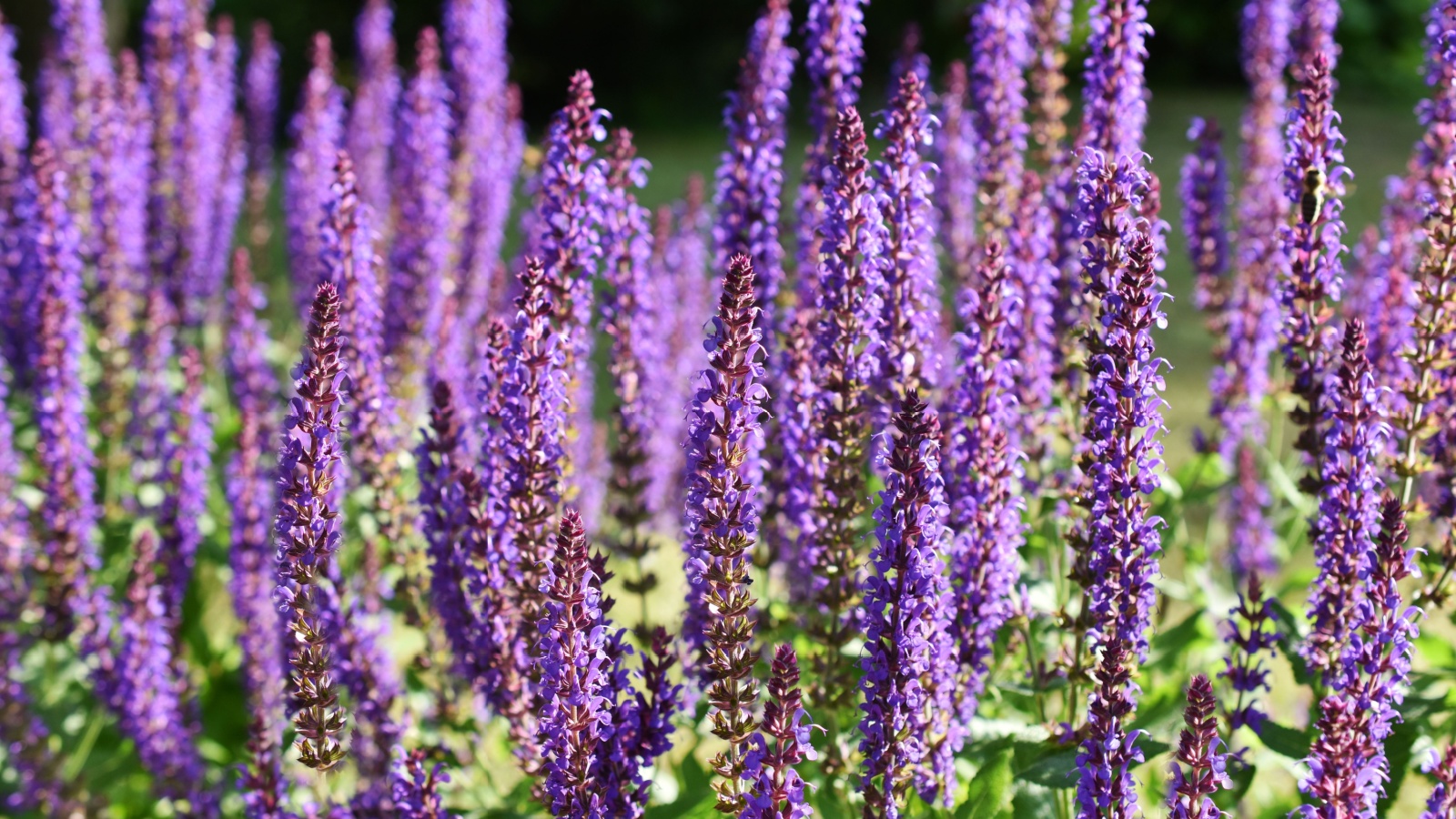 purple salvia flower stalks on a sunny day