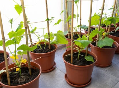 Tomato, pepper, and squash plants grow indoors near a sunny window in terracotta pots,