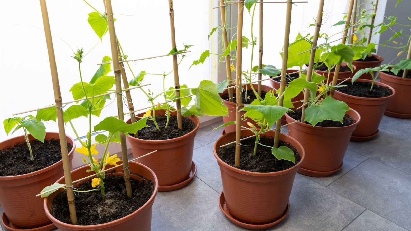 Tomato, pepper, and squash plants grow indoors near a sunny window in terracotta pots,