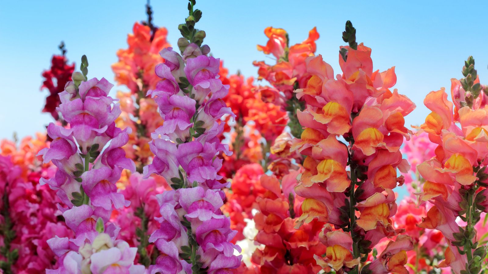 A close-up shot of stalks for Snapdragon flowers showcasing its vibrant colors ranging from pink and orange, all placed in a well lit area outdoors