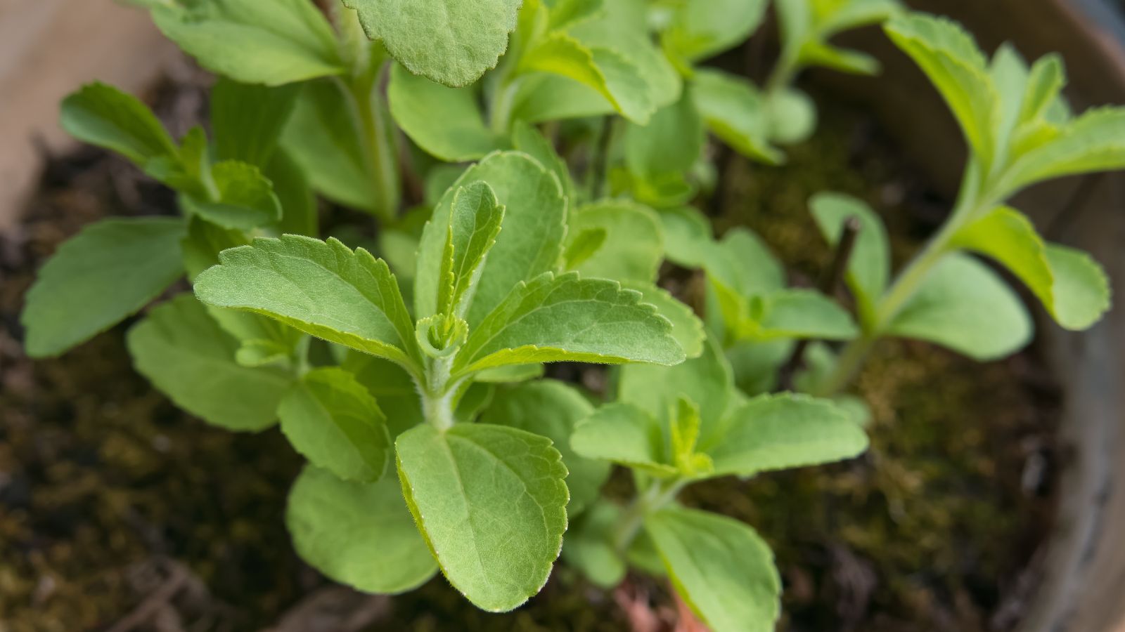 A close-up shot of developing Stevia plants on a pot in a well lit area indoors