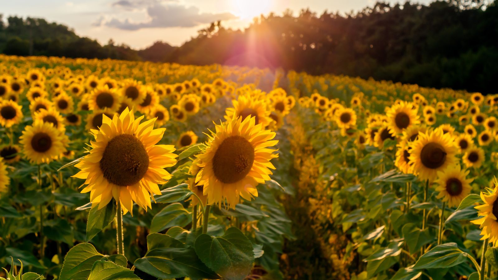 A shot of a field of Sunflowers showcasing its yellow petals and large brown center, basking in bright sunlight outdoors