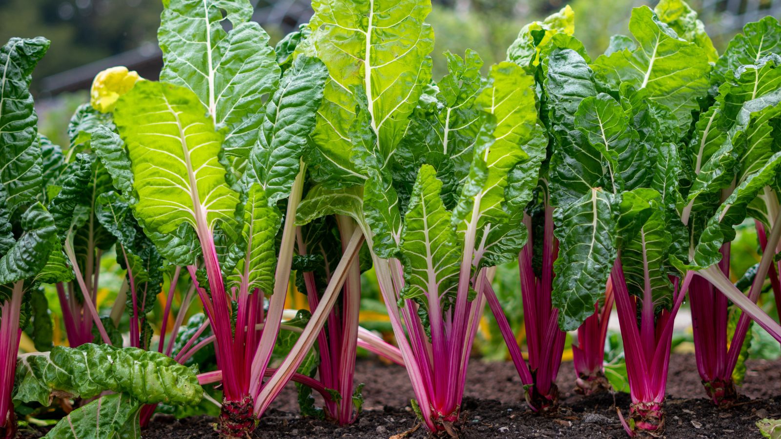 A shot of a row of growing Swiss Chard crops showcasing its purple stems and green leaves