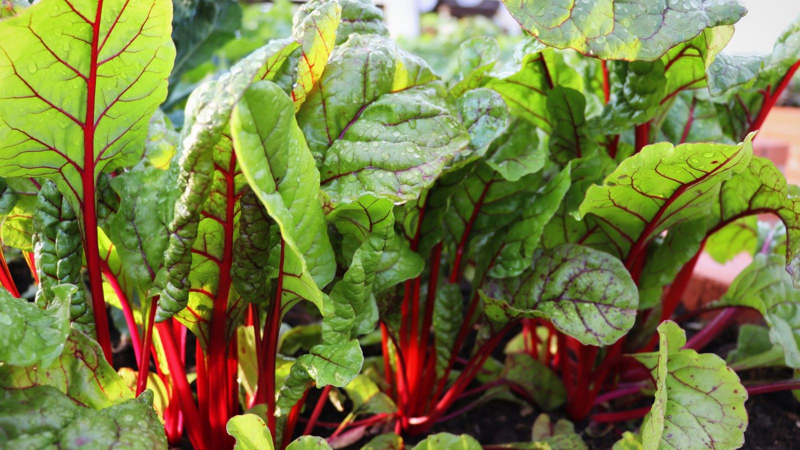 A shot of developing Swiss Chard crops showcasing its colorful stems and leafy tops in a well lit area outdoors