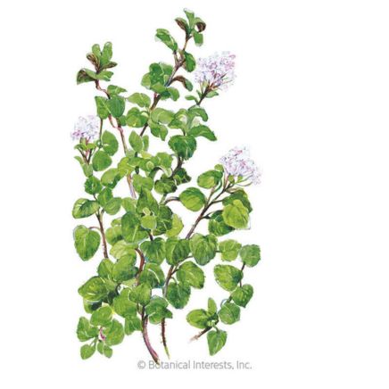 True Greek Oregano